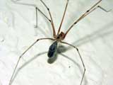 Pholcus phalangioides