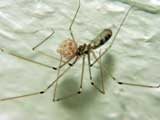 Pholcus phalangioides