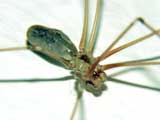 Pholcus phalangioides