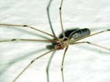 Pholcus phalangioides