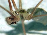 Pholcus phalangioides