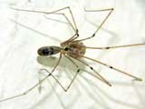 Pholcus phalangioides