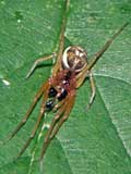 Pachygnatha listeri