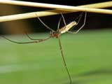 Tetragnatha extensa