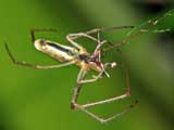 Tetragnatha extensa