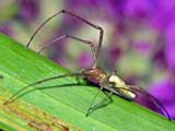 Tetragnatha extensa