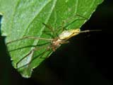 Tetragnatha extensa