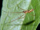 Tetragnatha extensa