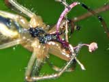 Tetragnatha extensa