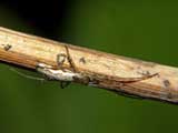 Tetragnatha nigrita