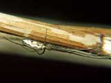 Tetragnatha nigrita