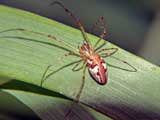 Tetragnatha obtusa