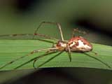 Tetragnatha obtusa