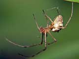 Tetragnatha obtusa