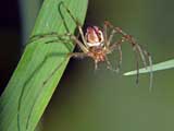 Tetragnatha obtusa