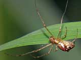 Tetragnatha obtusa