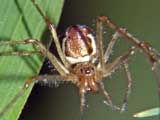 Tetragnatha obtusa