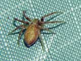 Philodromus aureolus