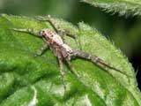 Philodromus cespitum