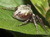 Philodromus cespitum