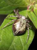 Philodromus cespitum