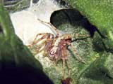 Philodromus cespitum