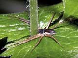 Philodromus dispar