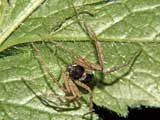 Philodromus dispar