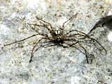 Philodromus margaritatus