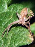 Philodromus sp.