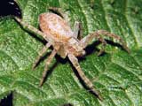 Philodromus sp.