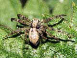 Philodromus sp.