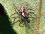 Philodromus sp.