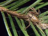 Philodromus sp.