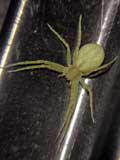 Philodromus sp.