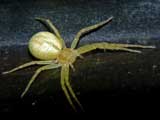 Philodromus sp.