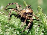 Philodromus sp.