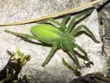 Micrommata virescens