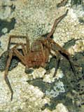 Olios sp