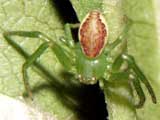 Diaea dorsata