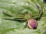 Diaea dorsata