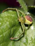 Diaea dorsata