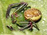 Diaea dorsata