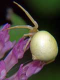 Misumena vatia