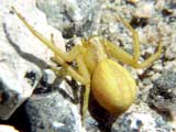 Misumena vatia