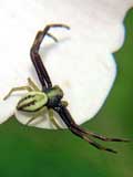 Misumena vatia