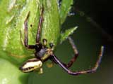 Misumena vatia