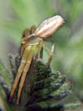 Misumena vatia