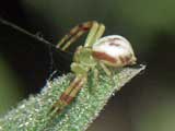 Misumena vatia