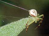 Misumena vatia